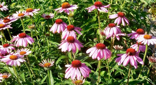 echinacea plants flowers