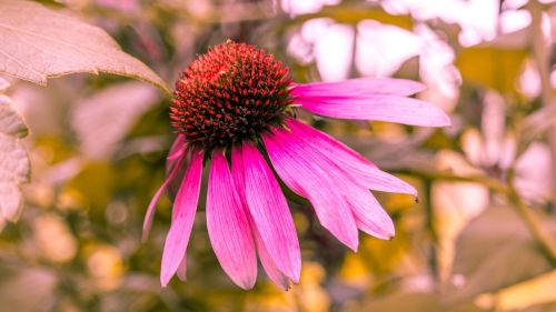 echinacea flower nature