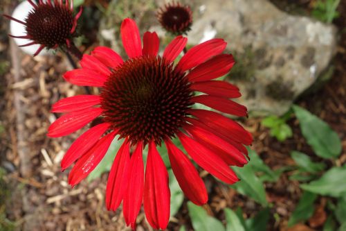 echinacea plant sun hat