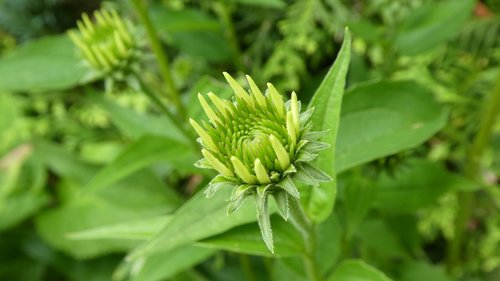 echinacea  coneflower  blossom