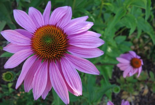 echinacea  garden  plant