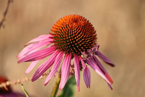 echinacea  coneflower  pallida