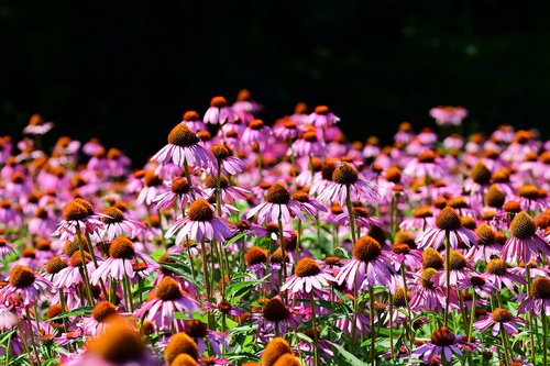 echinacea  summer  field