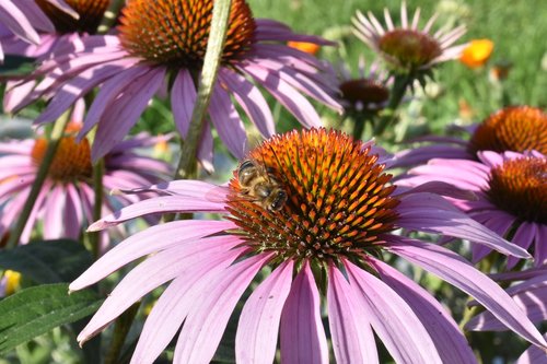 echinacea  purple  insect