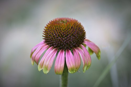 echinacea  coneflower  blossom