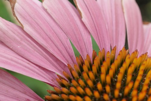 echinacea  flower  pink