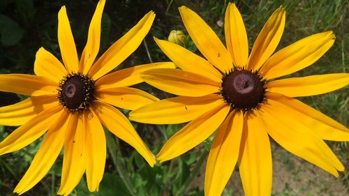 echinacea  nature  summer