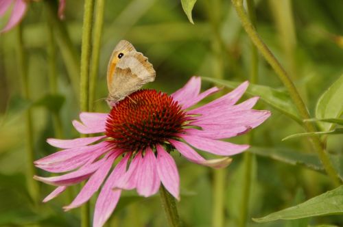 echinacea sun hat blossom