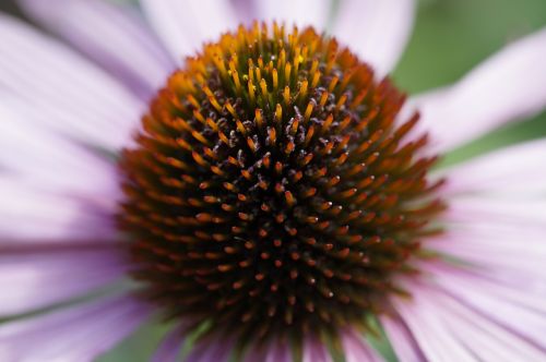 echinacea detail close