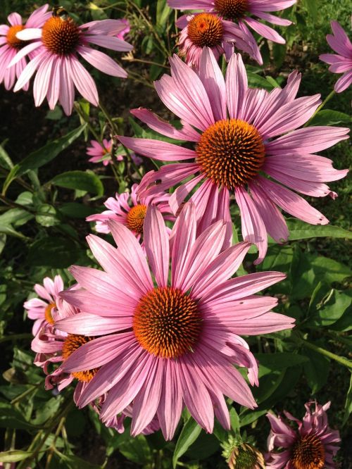 echinacea flowers sun hat