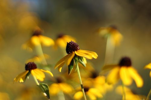 echinacea flowers fall