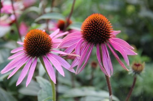 echinacea medicinal plant sun hat