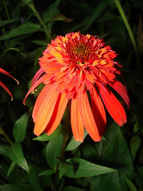 echinacea orange purpurea