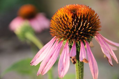 echinacea sun hat blossom