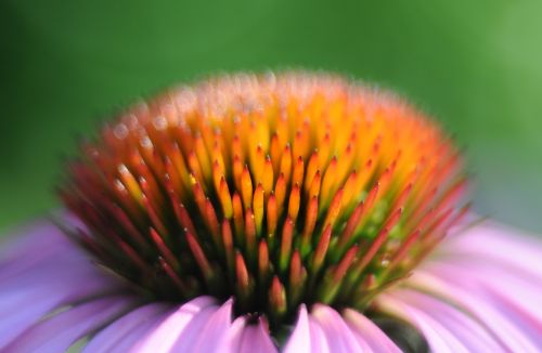 echinacea flower bud