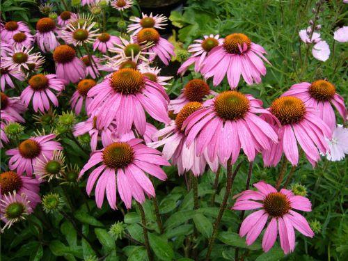 echinacea purpurea flower