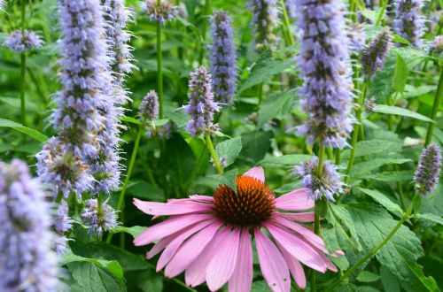 echinacea sun hat meadow