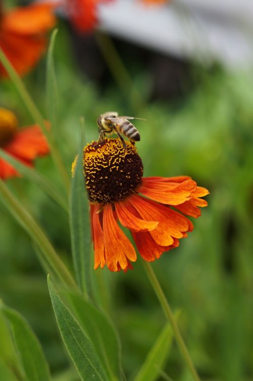 echinacea flower nature