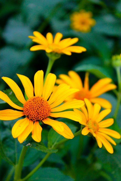 echinacea oranzhevaya flowers