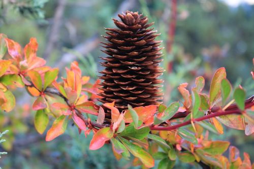 echinacea pine cone branches