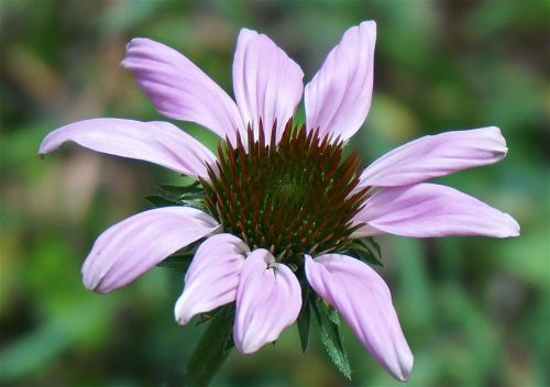 echinacea flower coneflower flower