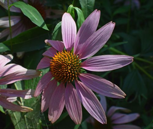 echinacea flower cone flower purple