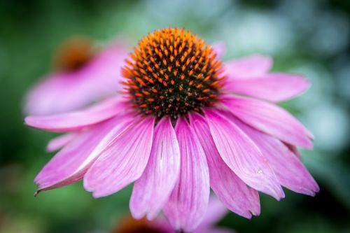 echinacea purpurea flower blossom