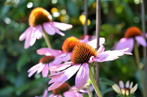 echinacea purpurea sun hat flower