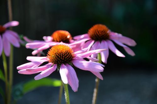 echinacea purpurea sun hat flower