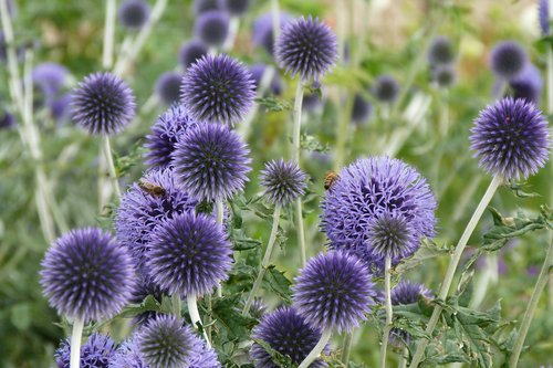 echinopps  bees  insects