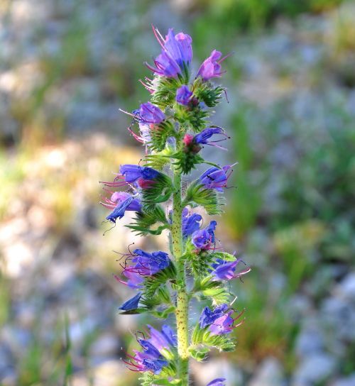 echium vulgare spring flowers wildflower