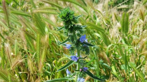 echium vulgare blueweed viper bugloss