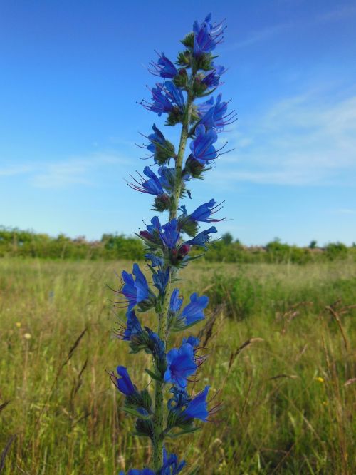 echium vulgare l nectar plant wild plant