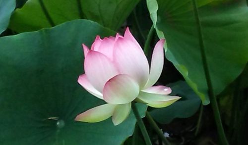 echo park lotus lotus flower