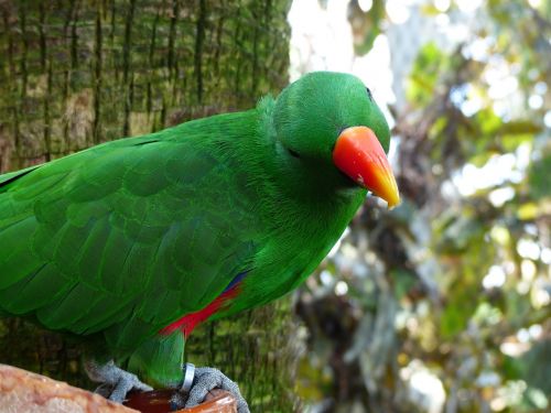 eclectus parrot parrot bill