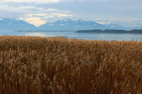 eco system reed marsh plant