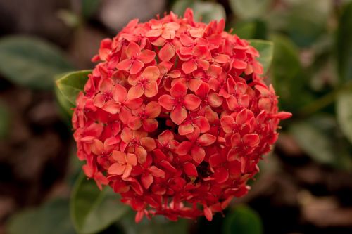 ecsória nature flower