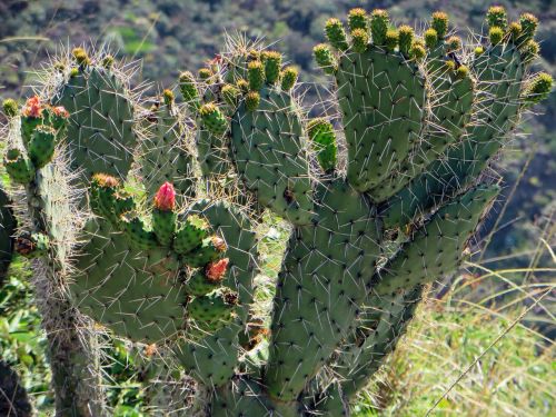 ecuador cactus flower
