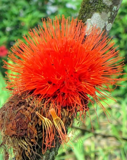 ecuador epiphyte plant