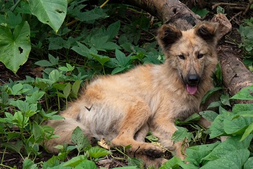 ecuador  rainforest  dog