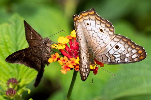 ecuador  tropics butterfly  butterfly