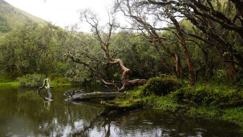 ecuador polylepis south