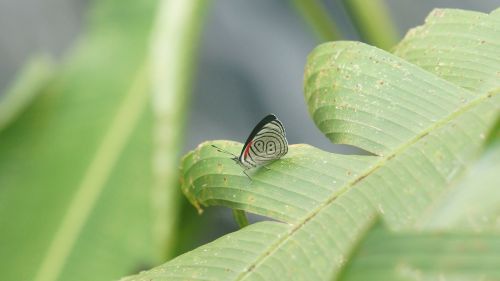 ecuador butterfly green