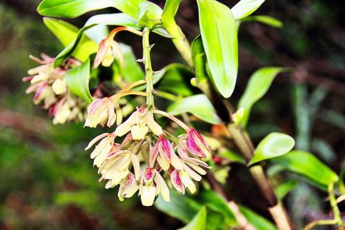 amazonie ecuador wild flower