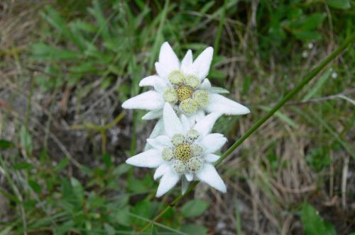 edelweiss mountain flowers switzerland