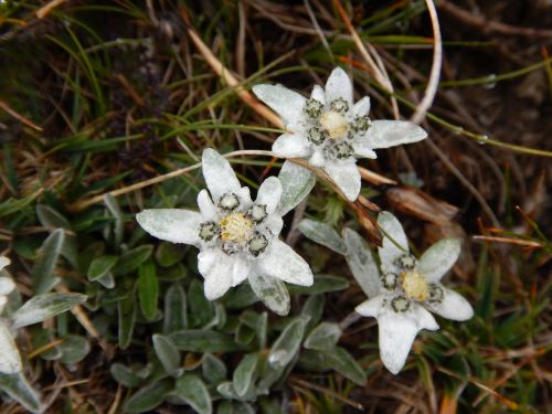 edelweiss alpine flower close