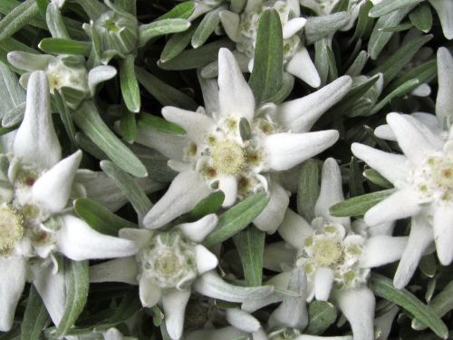 precious white flowers austria