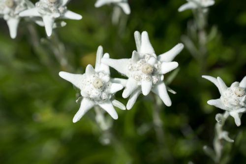 edelweiss leontopodium microdochium korblütler