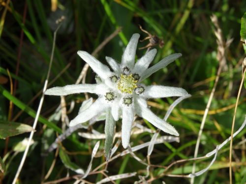 edelweiss flower alpine