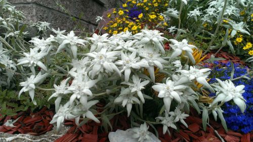 edelweiss garden nature